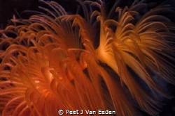 Red Fanworm with one its 2 colorful spirals (Protula bisp... by Peet J Van Eeden 
